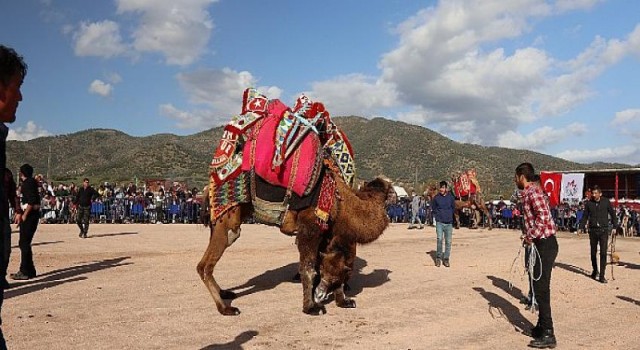 Bayındır Elifli Mahallesi Deve Güreşi Şenliği Yapıldı