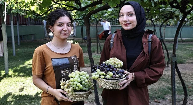 Bağcılar’da bağ bozumu zamanı